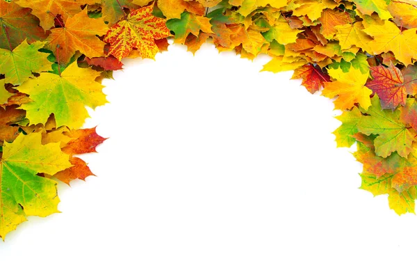 Autumn maple leafs — Stock Photo, Image