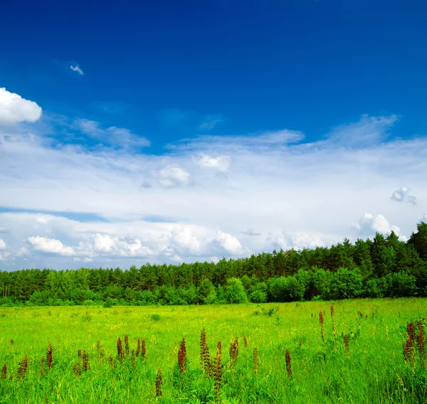 Fält — Stockfoto