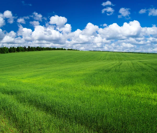 Campo — Fotografia de Stock