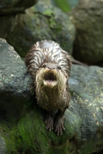 Lontra no Zoológico — Fotografia de Stock