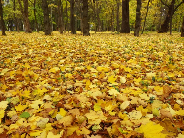 Floresta de outono — Fotografia de Stock