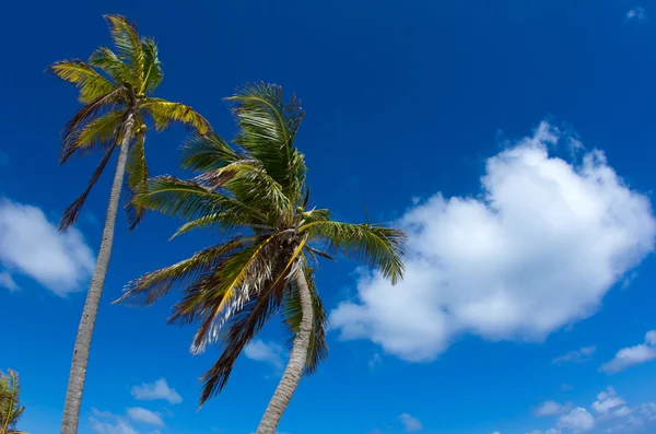 Palm tree — Stock Photo, Image