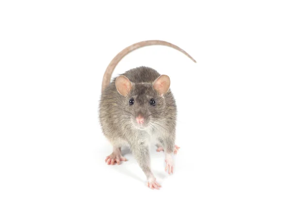 Ratte — Stockfoto