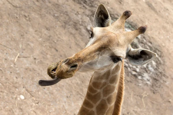 Giraffes — Stock Photo, Image