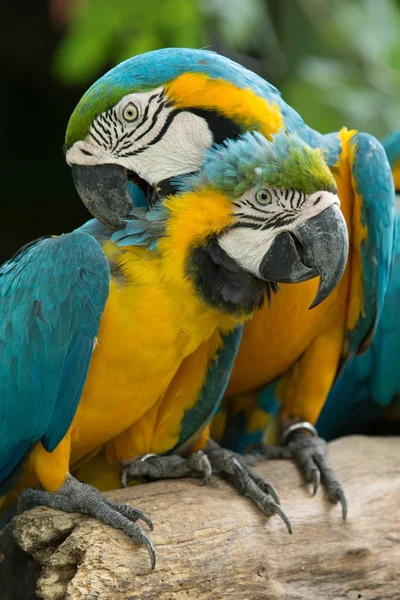 Pájaro loro — Foto de Stock