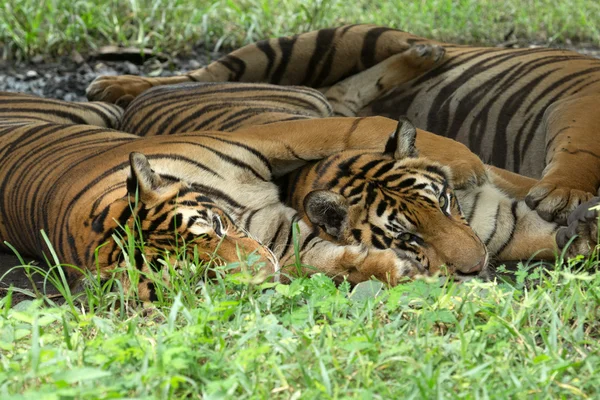 Tiger — Stock Photo, Image