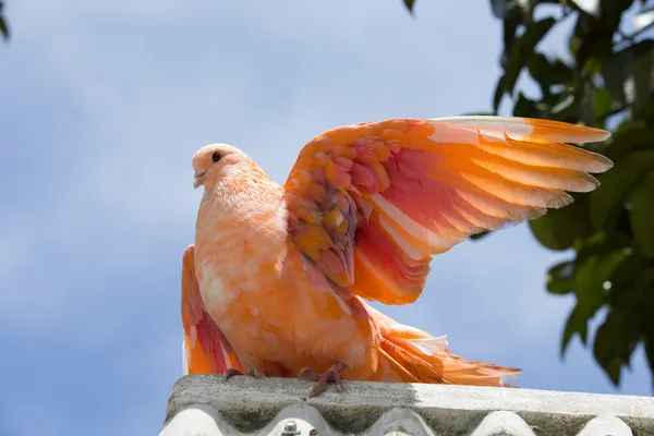 Paloma — Foto de Stock