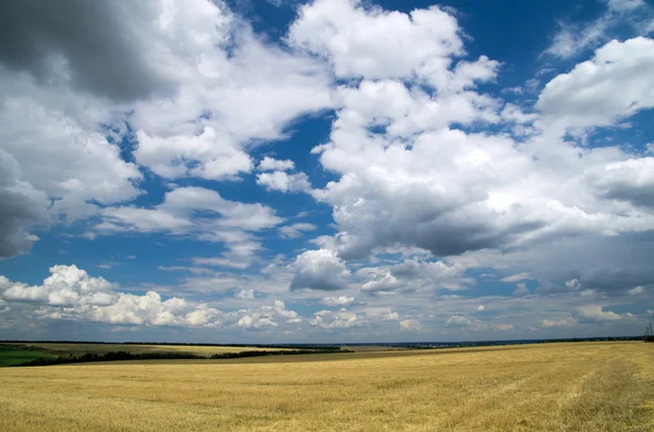 Feld — Stockfoto