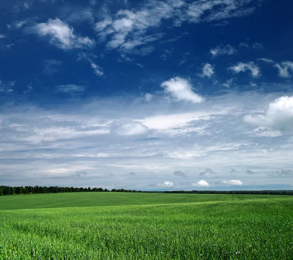 Campo verde — Fotografia de Stock