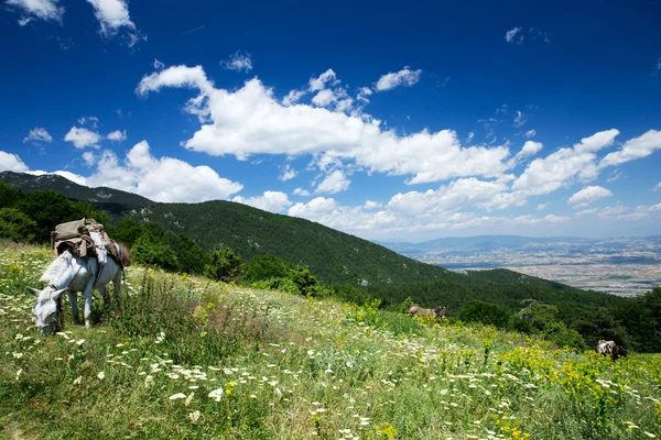 Paisagem montesa — Fotografia de Stock