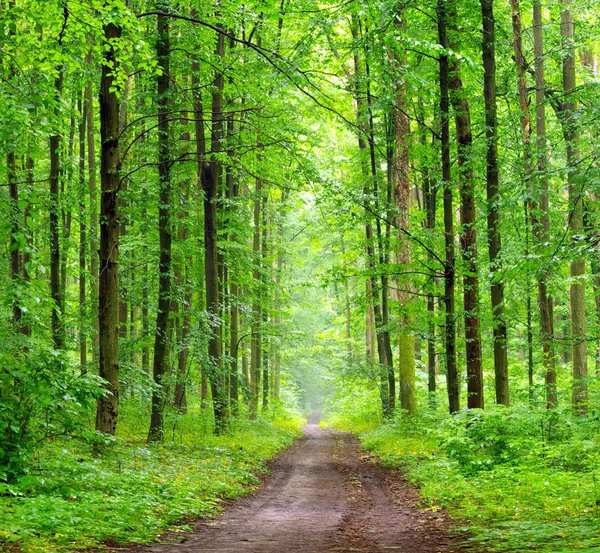 Grüner Wald — Stockfoto