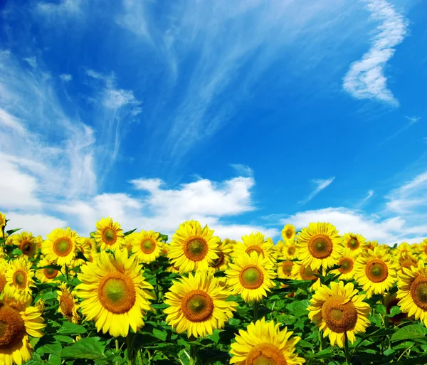 Zonnebloem veld — Stockfoto