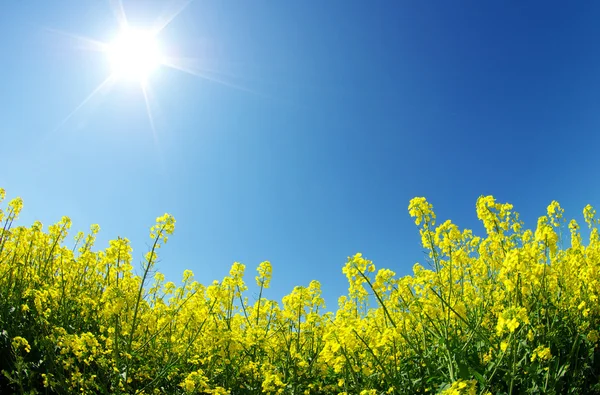 Verkrachting veld — Stockfoto