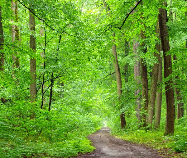 Wald — Stockfoto