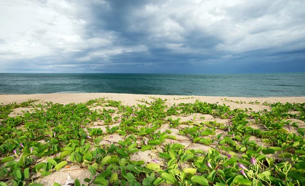 Tropical sea — Stock Photo, Image