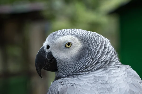 Ptak papuga — Zdjęcie stockowe