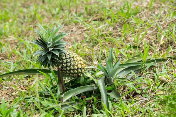 Ananas — Stock fotografie