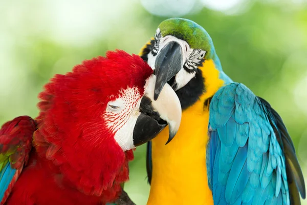 Parrots — Stock Photo, Image