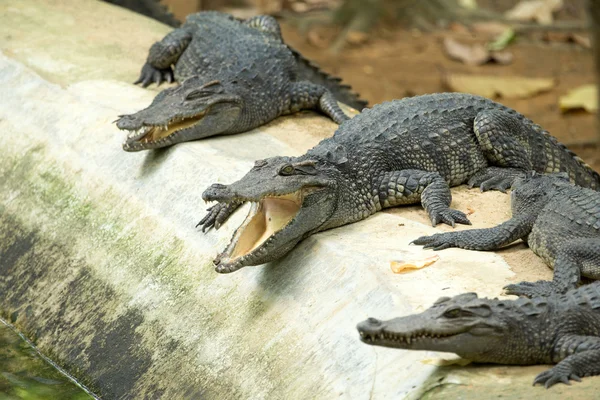 Alligator — Stockfoto