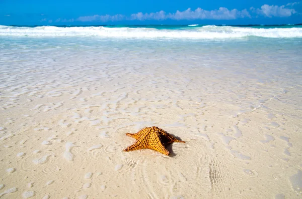Морская звезда над пляжем — стоковое фото