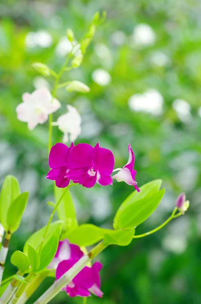 Orquídea — Fotografia de Stock