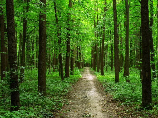 Skog — Stockfoto