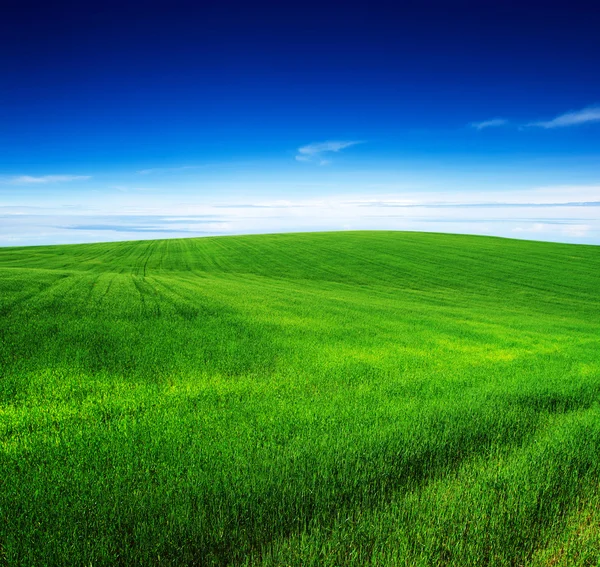 Campo verde — Fotografia de Stock