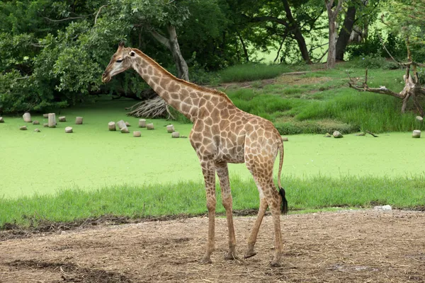 Giraffe — Foto Stock