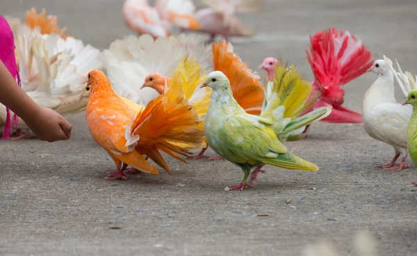 Palomas. — Foto de Stock