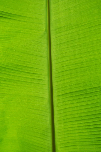 Hoja verde — Foto de Stock