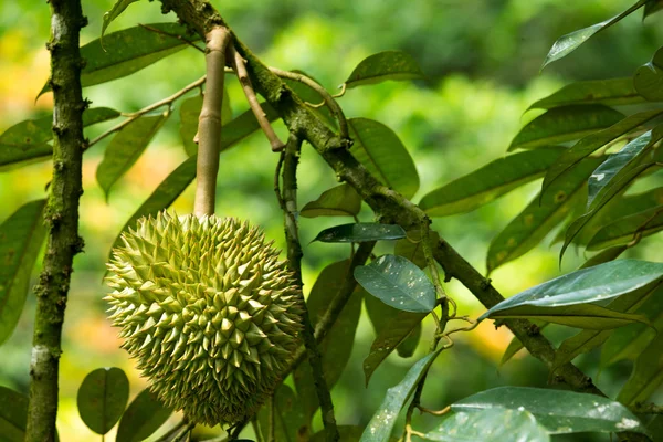 Durian — Stock Photo, Image