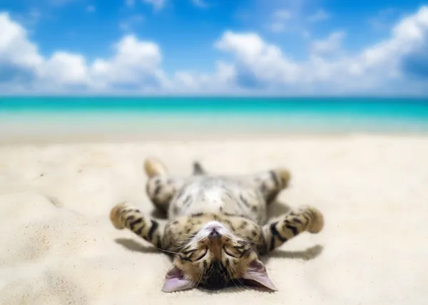 Kat op strand — Stockfoto