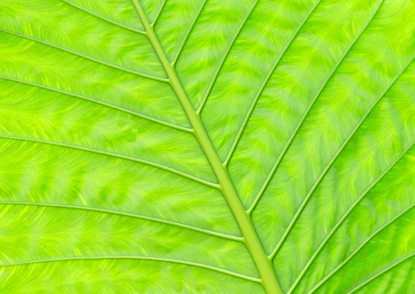 Green leaf texture — Stock Photo, Image