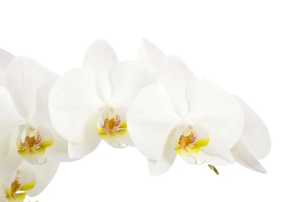 Weiße Orchideen blühen — Stockfoto