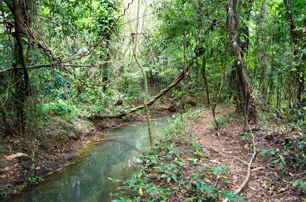 Bosque tropical —  Fotos de Stock