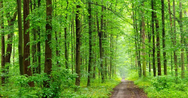 Groen bos — Stockfoto