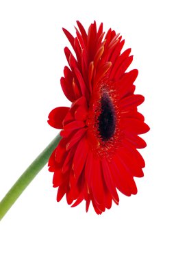 Gerbera