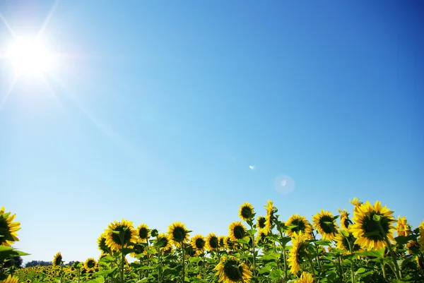 Sonnenblumen — Stockfoto