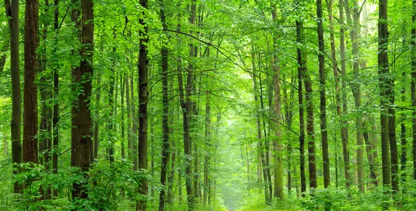 Floresta — Fotografia de Stock