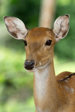 Whitetail geyik closeup başkanı