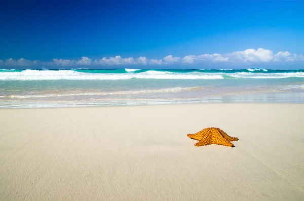 Starfish over strand — Stockfoto