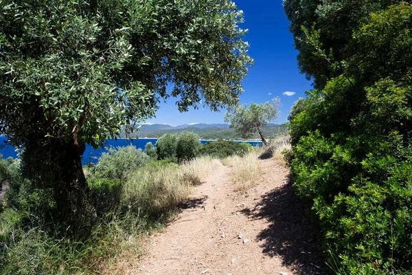 Olijfbomen — Stockfoto