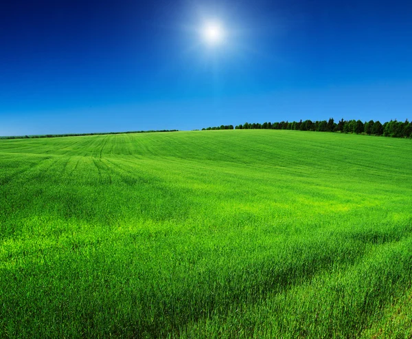 Field on a background of the blue sky — Stock Photo, Image