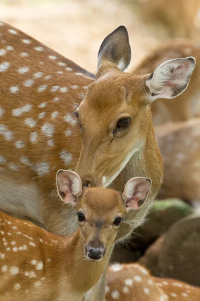 Closeup head of a whitetail deers — Stock Photo, Image