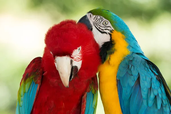 Ara papegojor — Stockfoto