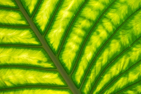 Leaf texture — Stock Photo, Image