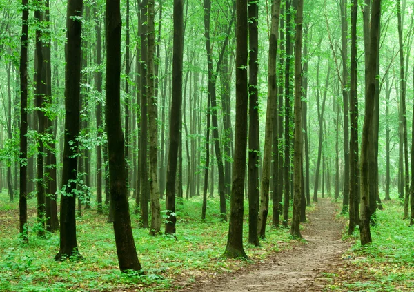 Natura Zielona drewniane tła — Zdjęcie stockowe