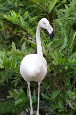 Flamingolar
