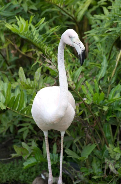 Flamingos — Stock Photo, Image