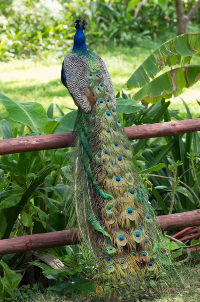 Vacker påfågel — Stockfoto